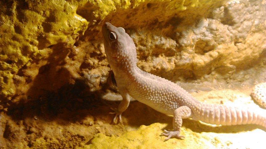 DSC 0223