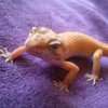 DSC 0452