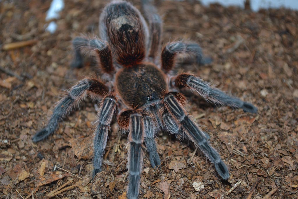P. manicata2
