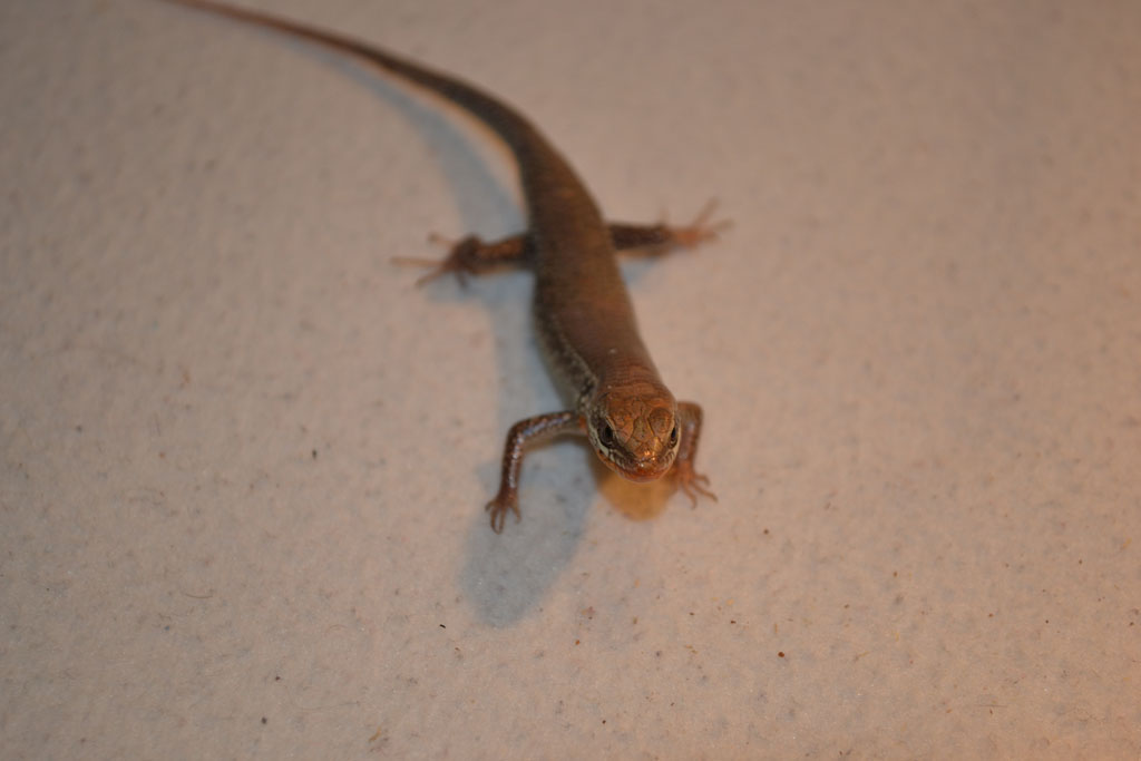 mabuya macularia