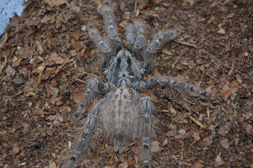 Heteroscodra maculata