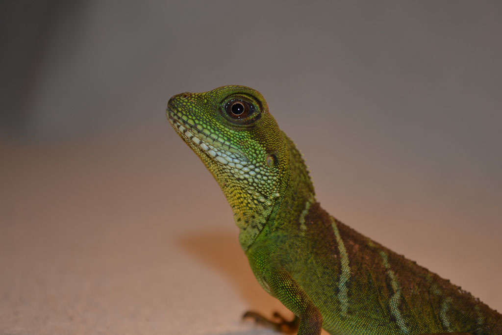 Phisignatus