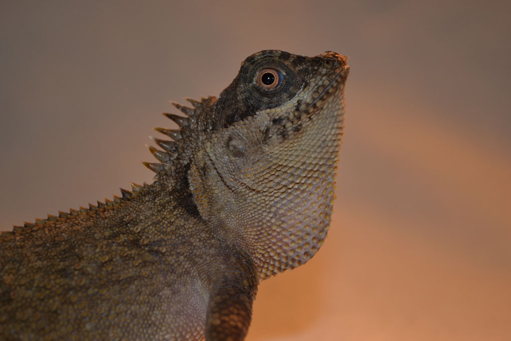 Acanthosaura capra