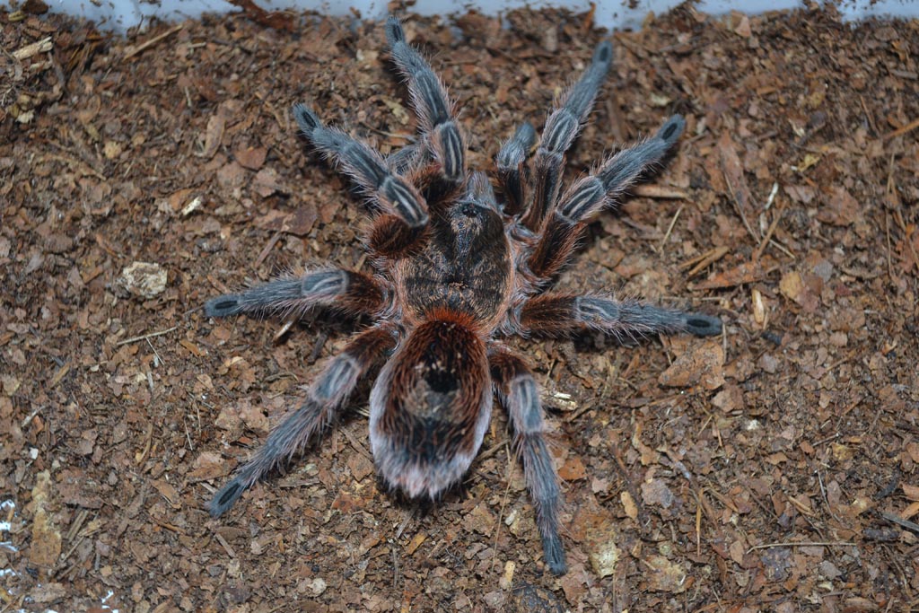 P. manicata
