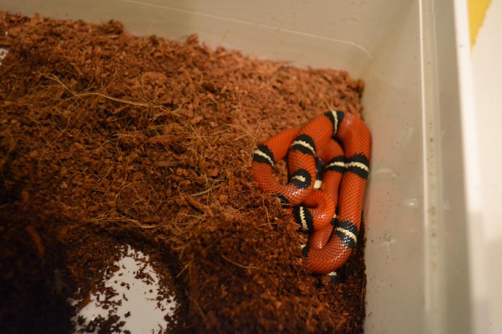 L.t.sinaloe 1