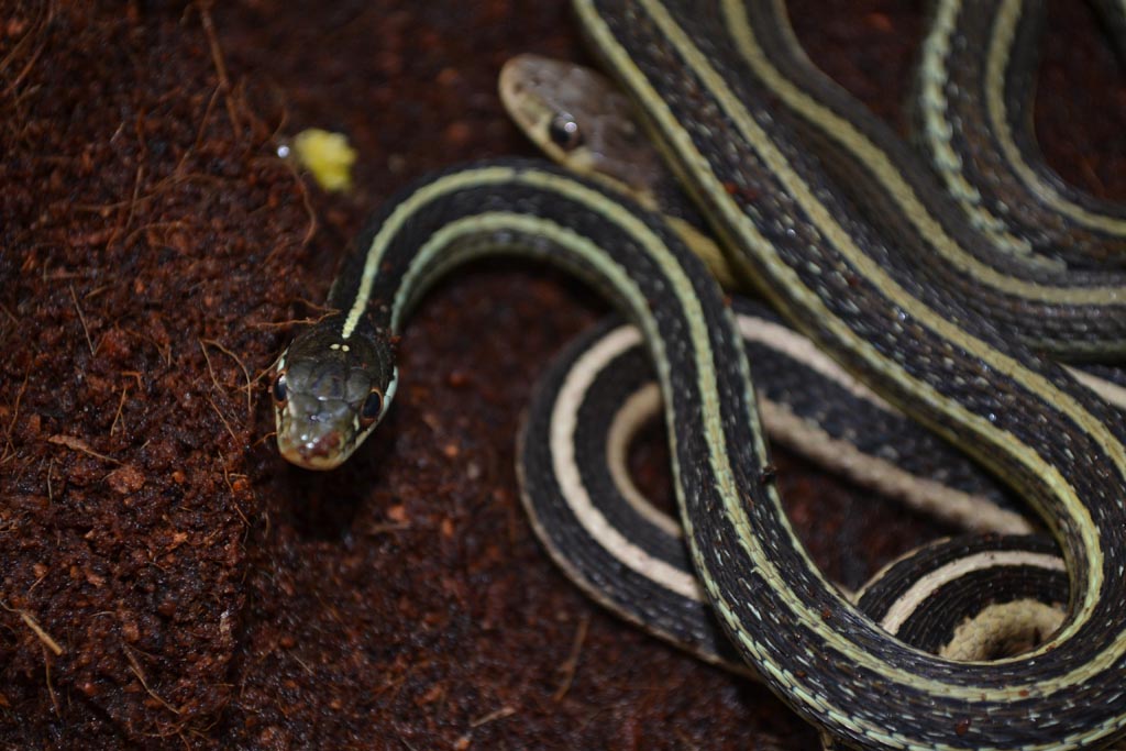 T. stirtialis stirtialis