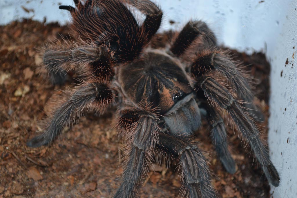 P.cancerides3