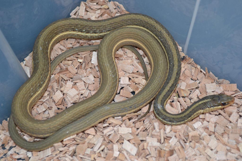 T. sauritus