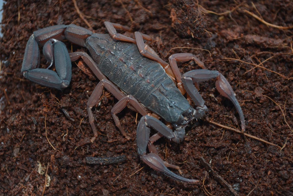 Centruroides gracilis 2