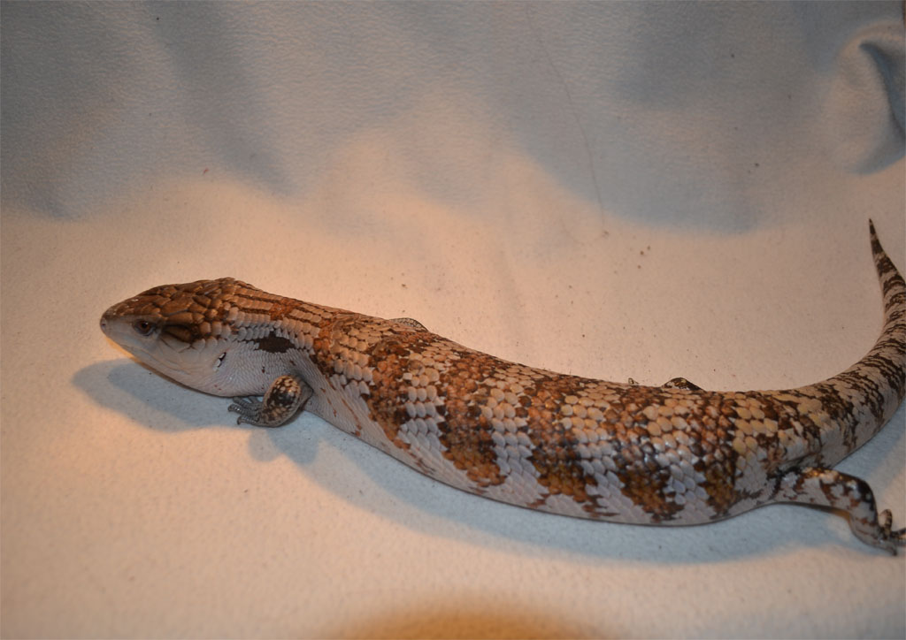 tiliqua scincoides