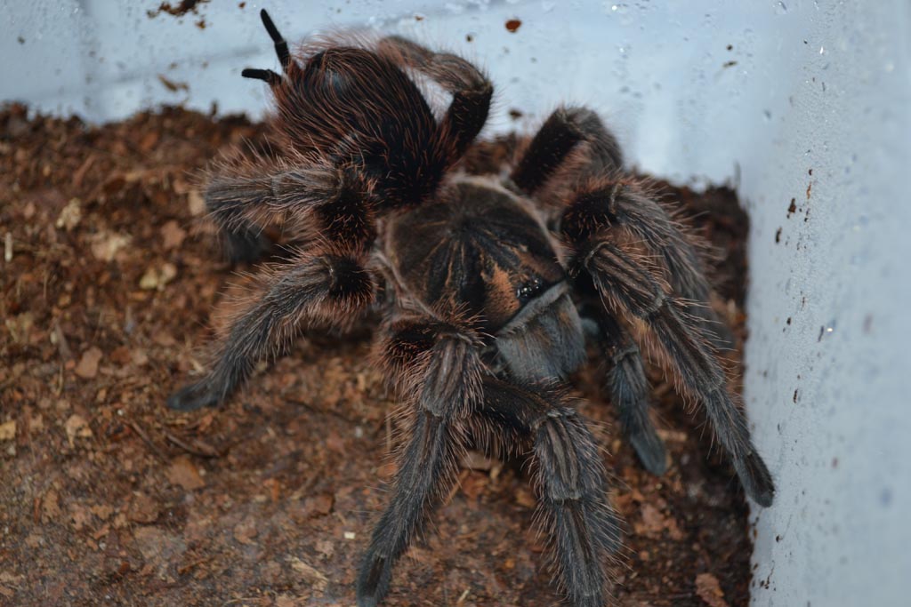 P.cancerides 2