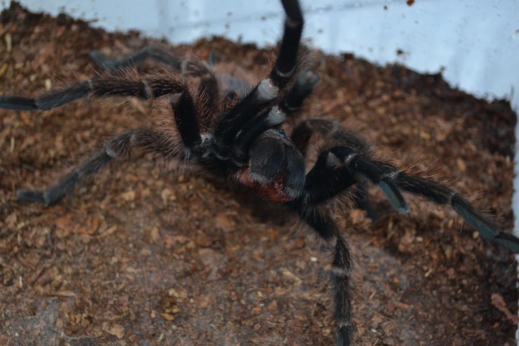 P.cancerides
