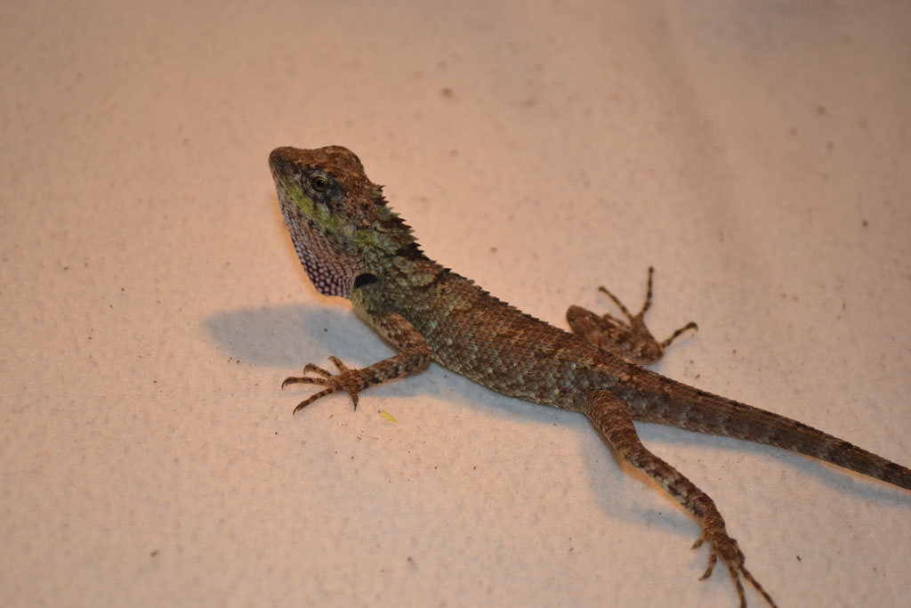 Calotes emma spp.