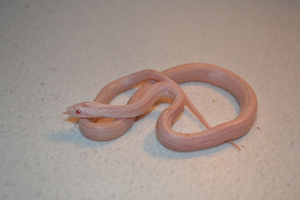 snow stripe
