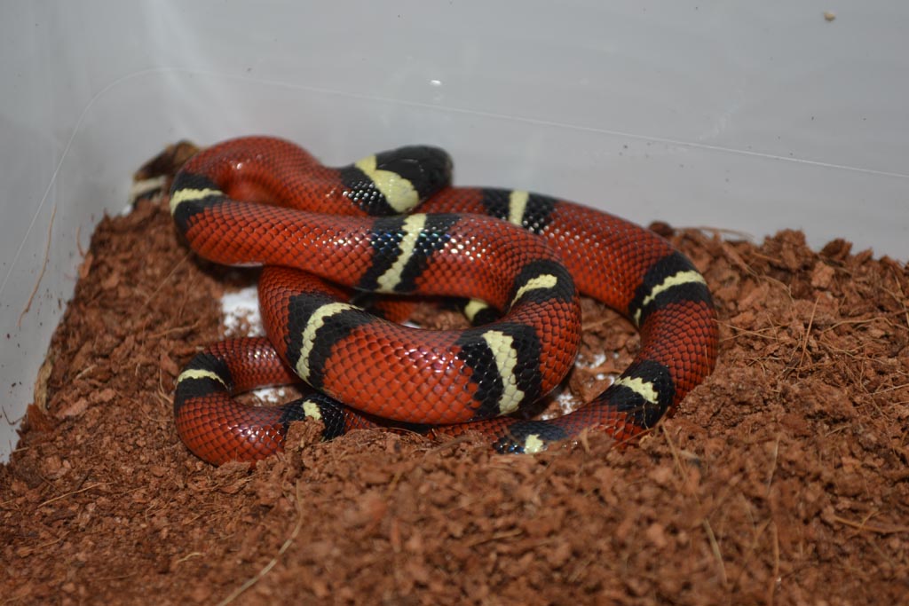 L.t.sinaloe 3