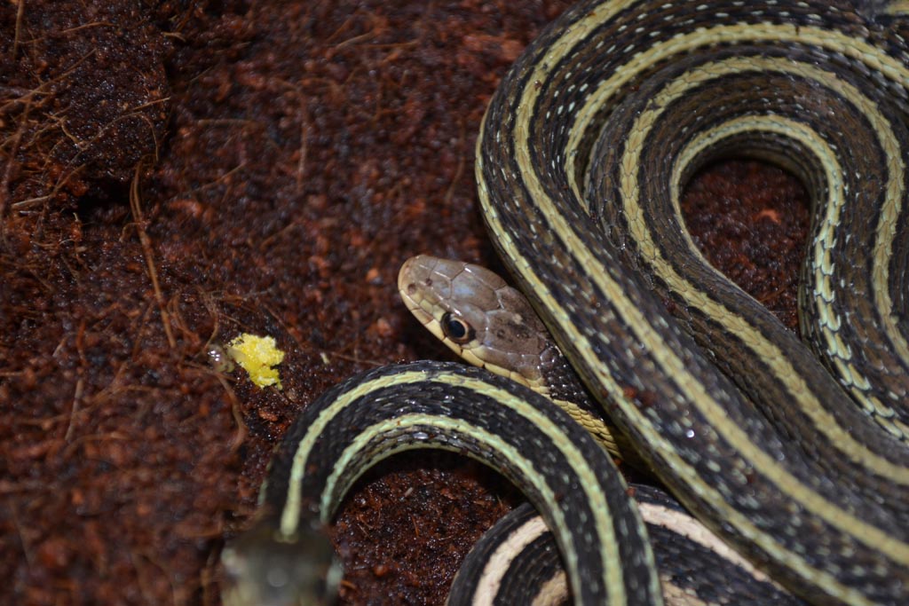 T. stirtialis stirtialis 2