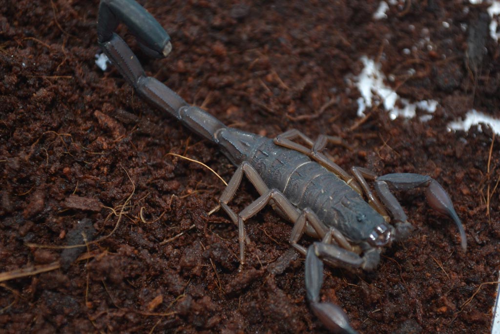 Centruroides gracilis