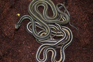 T. stirtialis T. stirtialis