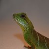 Phisignatus