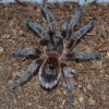 P. manicata