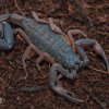 Centruroides gracilis 2