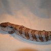 tiliqua scincoides