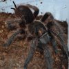 P.cancerides 2