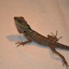 Calotes emma spp.