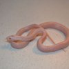 snow stripe