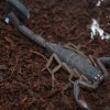 Centruroides gracilis