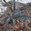 Haplopelma spp.