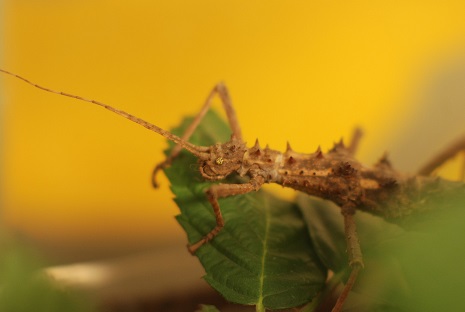 Eurycantha calcarata - Straszyk nowogwinejski