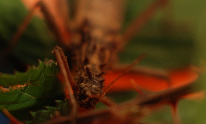 Eurycantha calcarata - Straszyk nowogwinejski