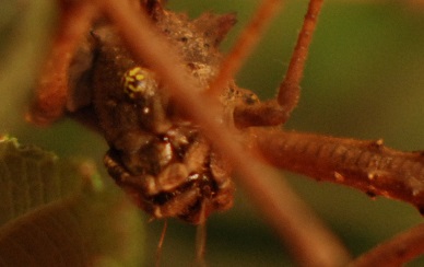 Eurycantha calcarata - Straszyk nowogwinejski
