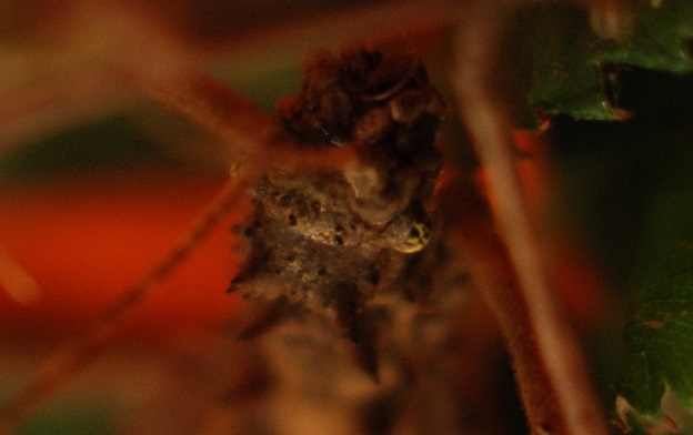 Eurycantha calcarata - Straszyk nowogwinejski