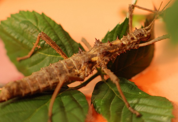 Eurycantha calcarata - Straszyk nowogwinejski