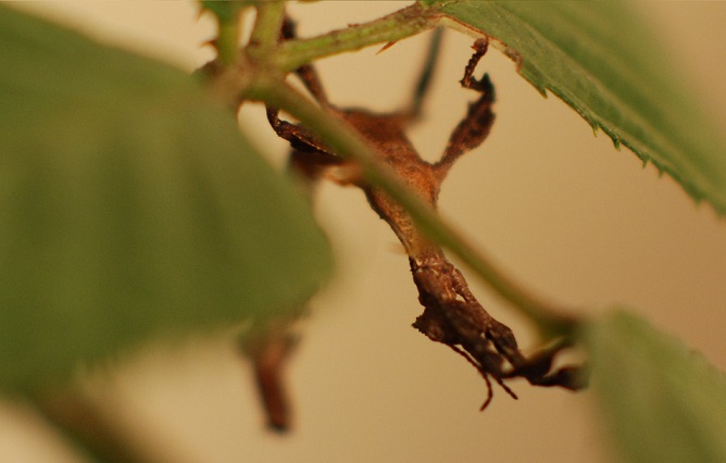 Extatosoma tiaratum - Straszyk australijski