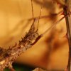 Eurycantha calcarata - Straszyk nowogwinejski