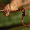 Extatosoma tiaratum - Straszyk australijski