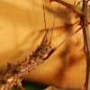 Eurycantha calcarata - Straszyk nowogwinejski