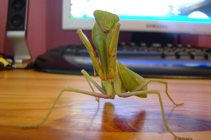 Sphodromantis gastrica1