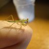 Sphodromantis gastrica2