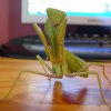 Sphodromantis gastrica1