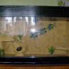 Oto moje terrarium.