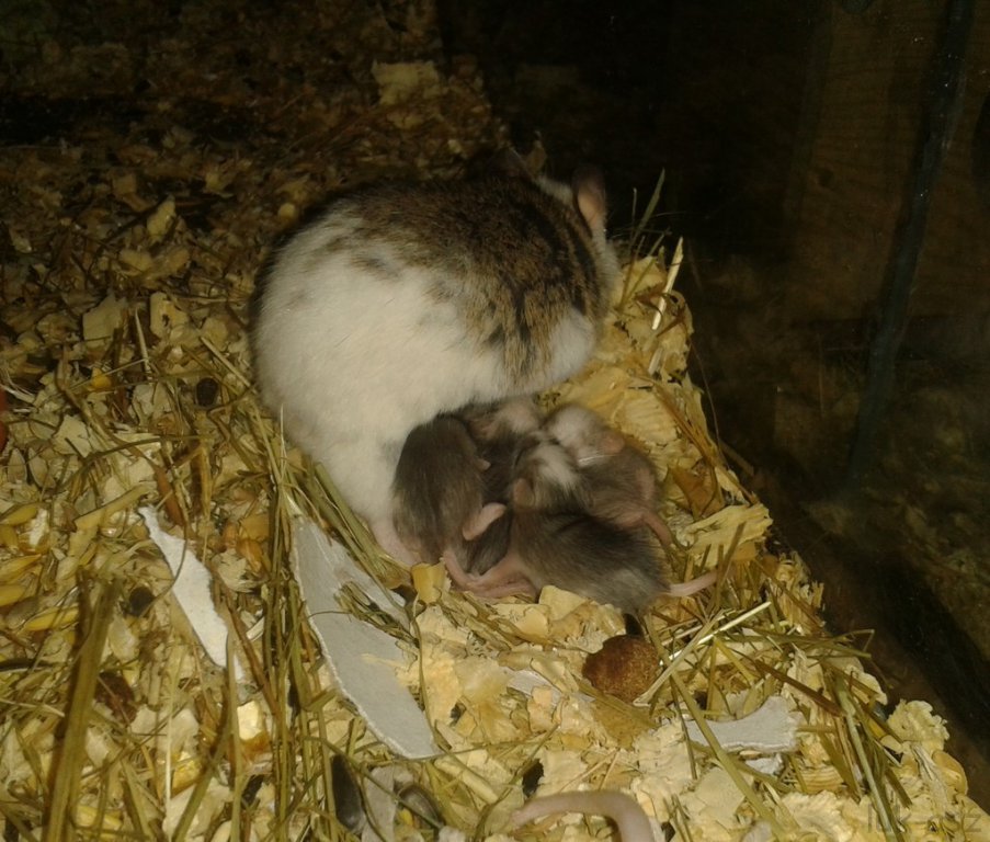 Mastomys - miot ok 2 tygodni