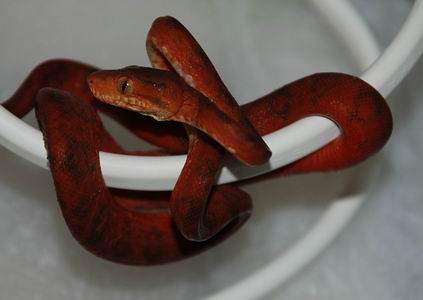 hort Red 005