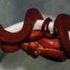 hort Red 020