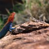 zamyslona agama