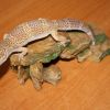 Tremper