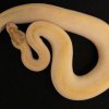 IVORY Female